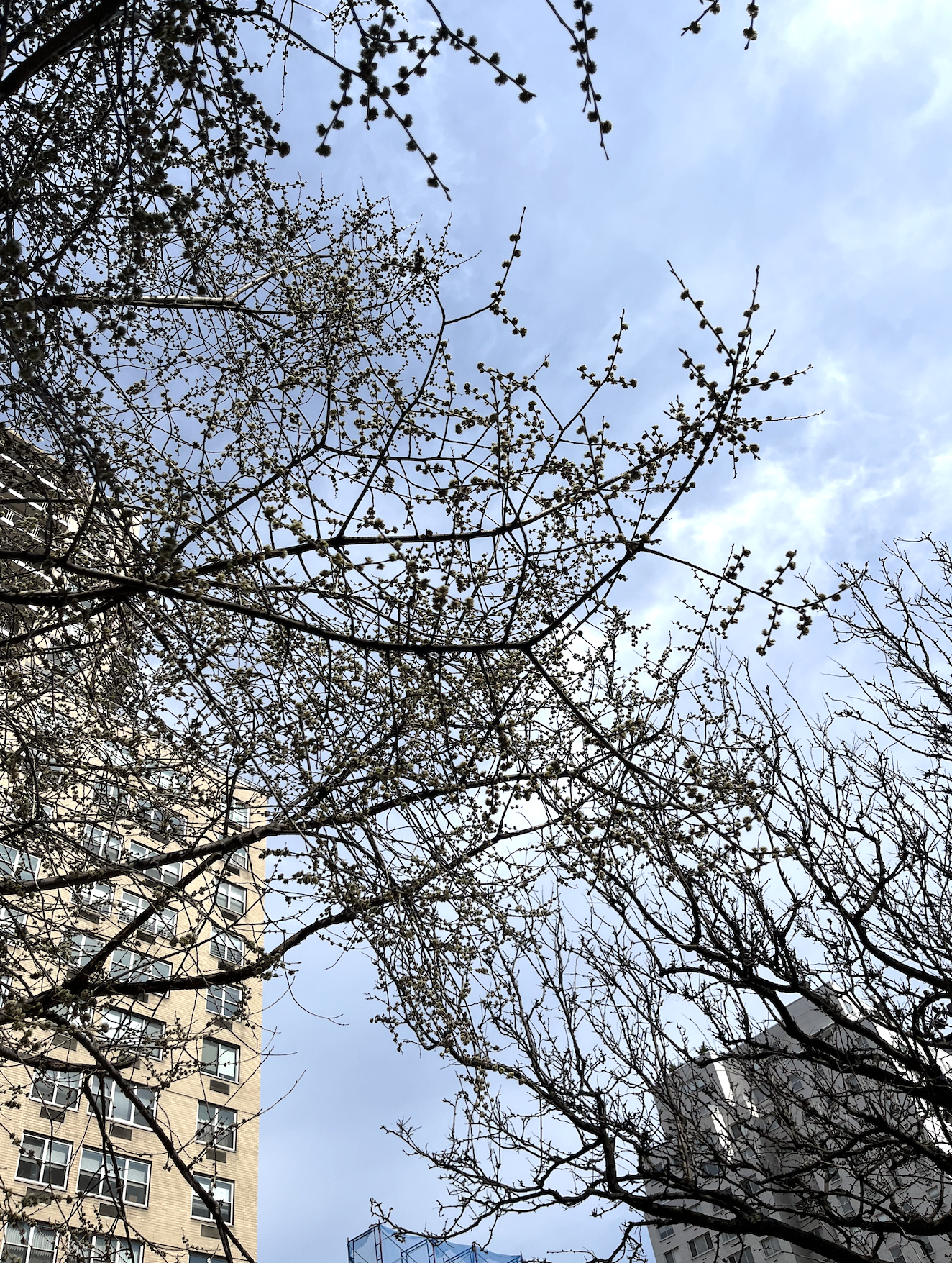New sprouts in New York City