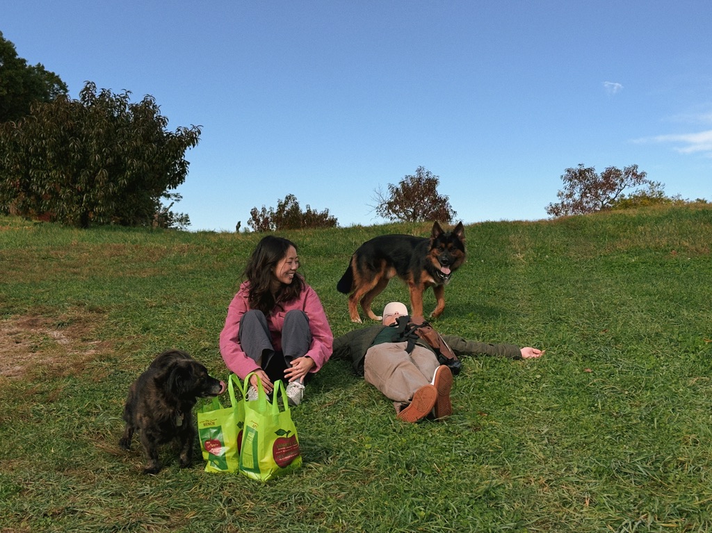 Apple picking in a field with two dogs