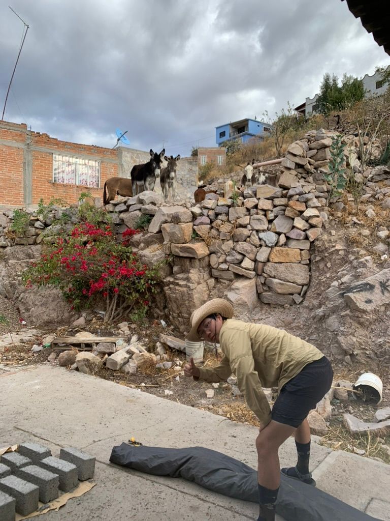Donkeys watching