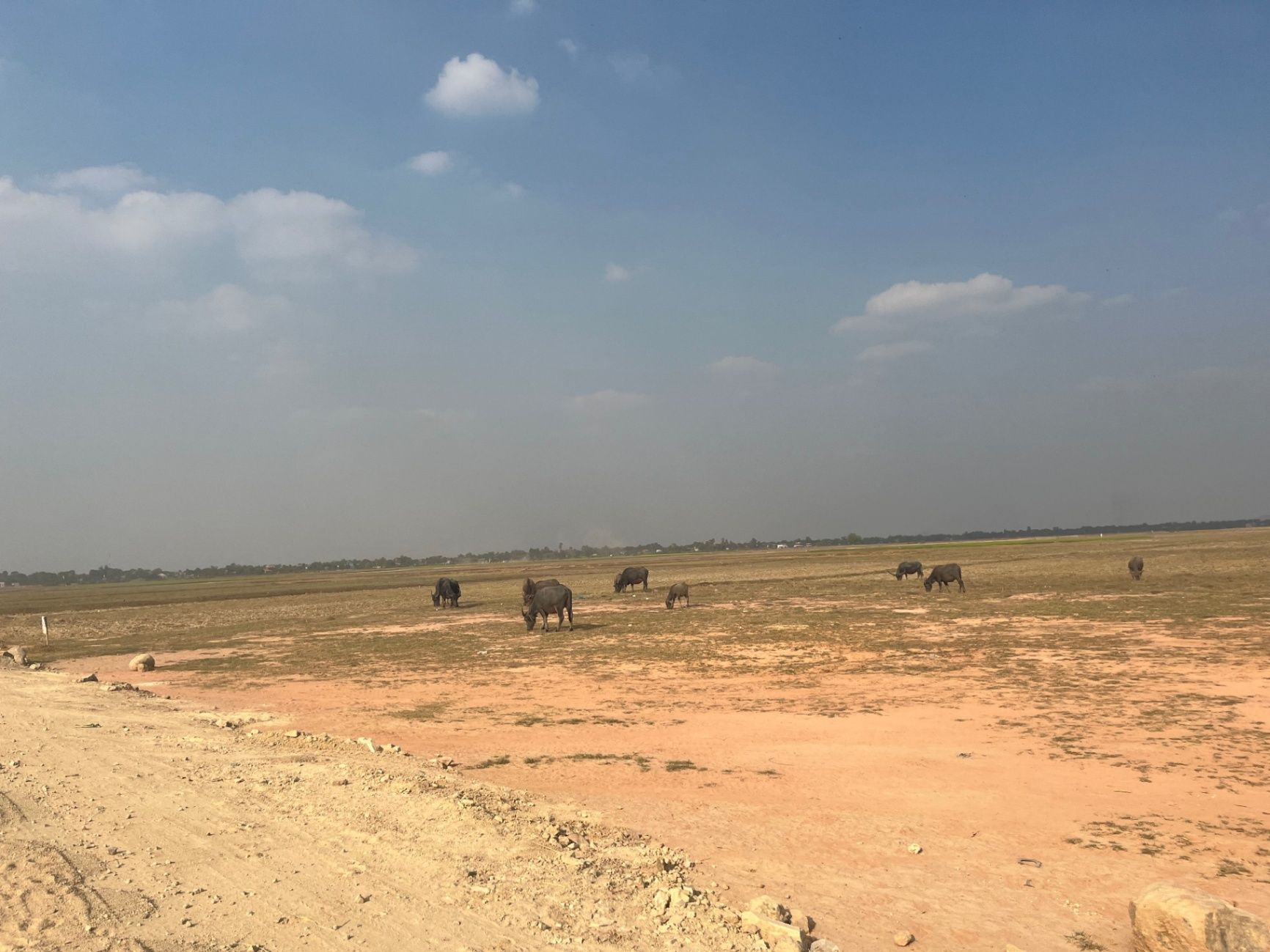 Pictures of bulls in the dessert