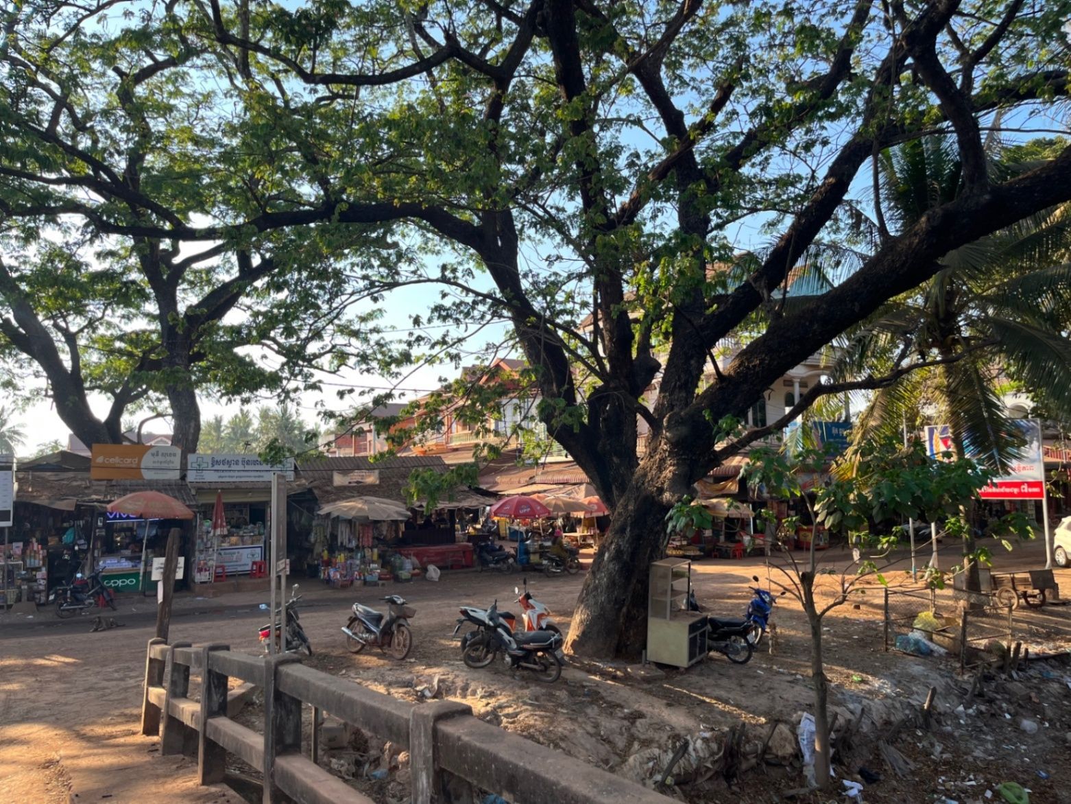 Jungle of Cambodia