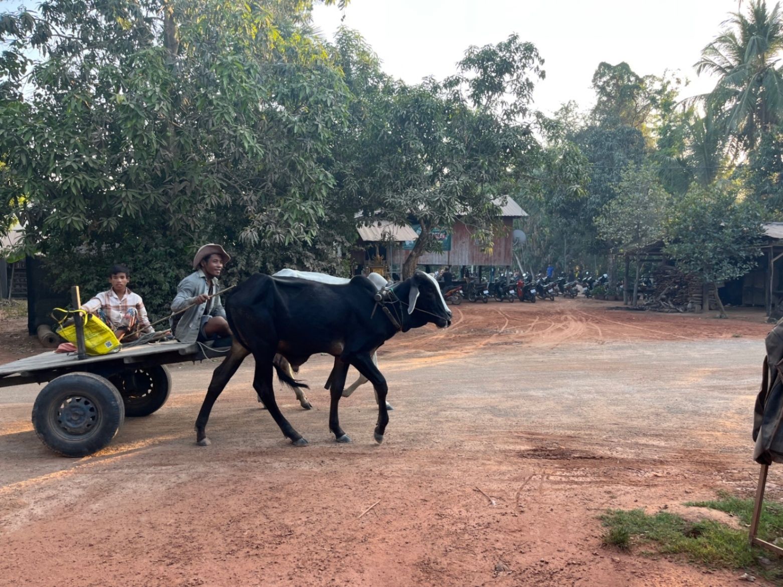 Cow transportation