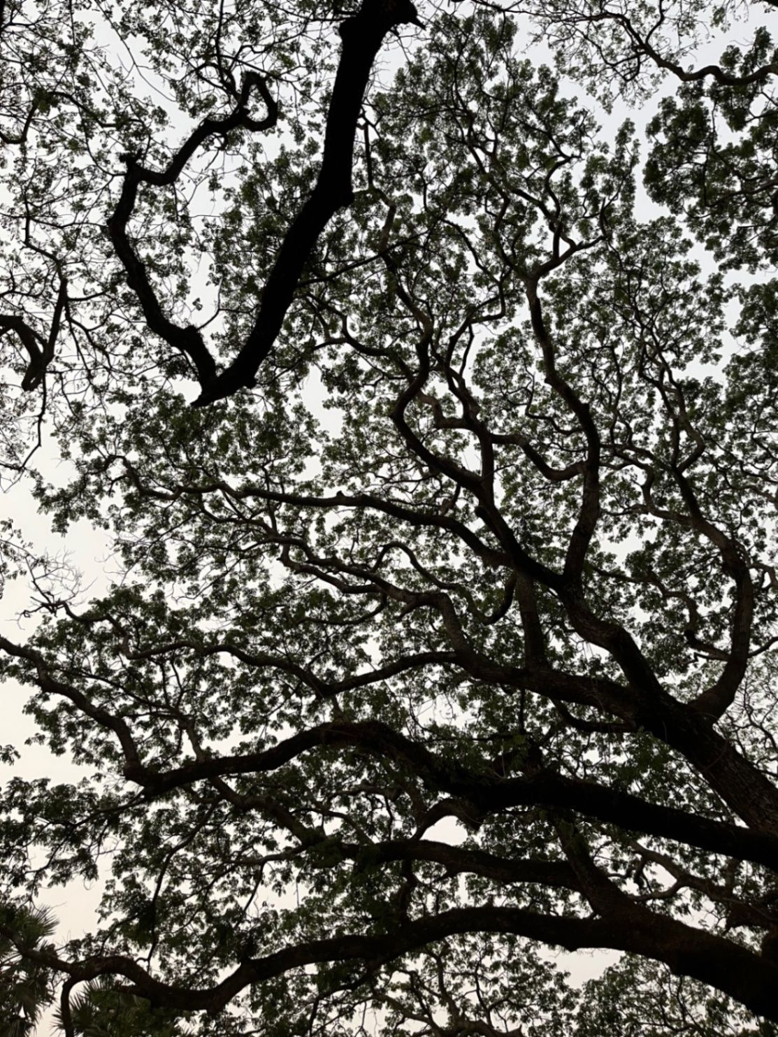 Mesmerizing tree patterns