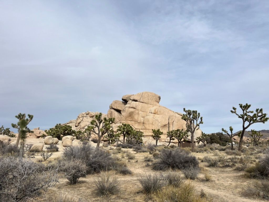 Joshua Tree