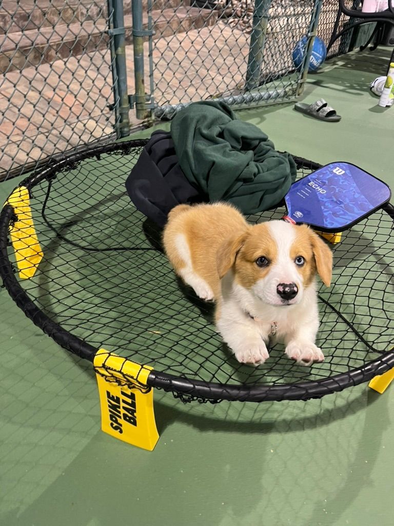 Cute dog picture on a spikeball set