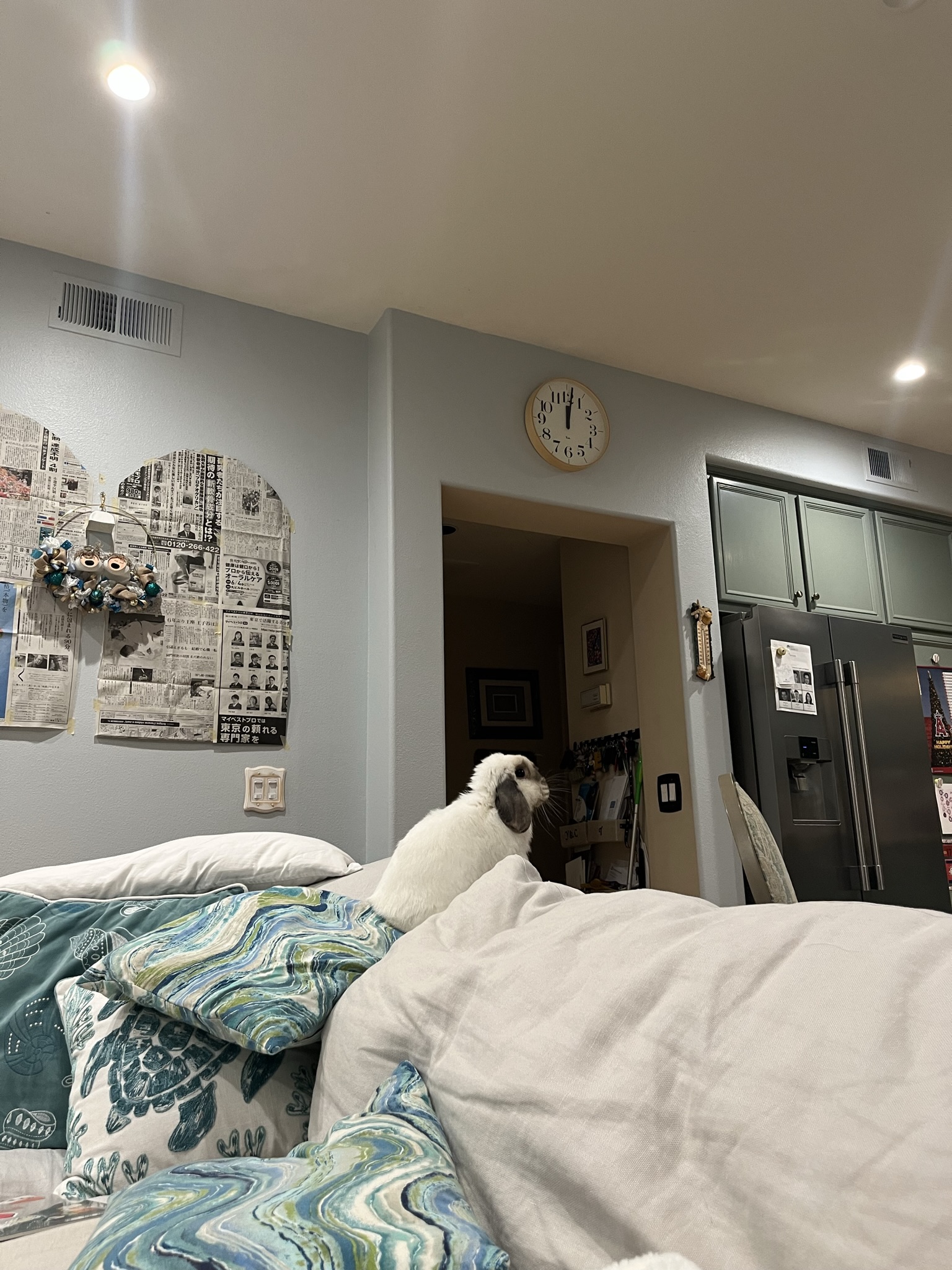 Filby the rabbit looking across the kingdom