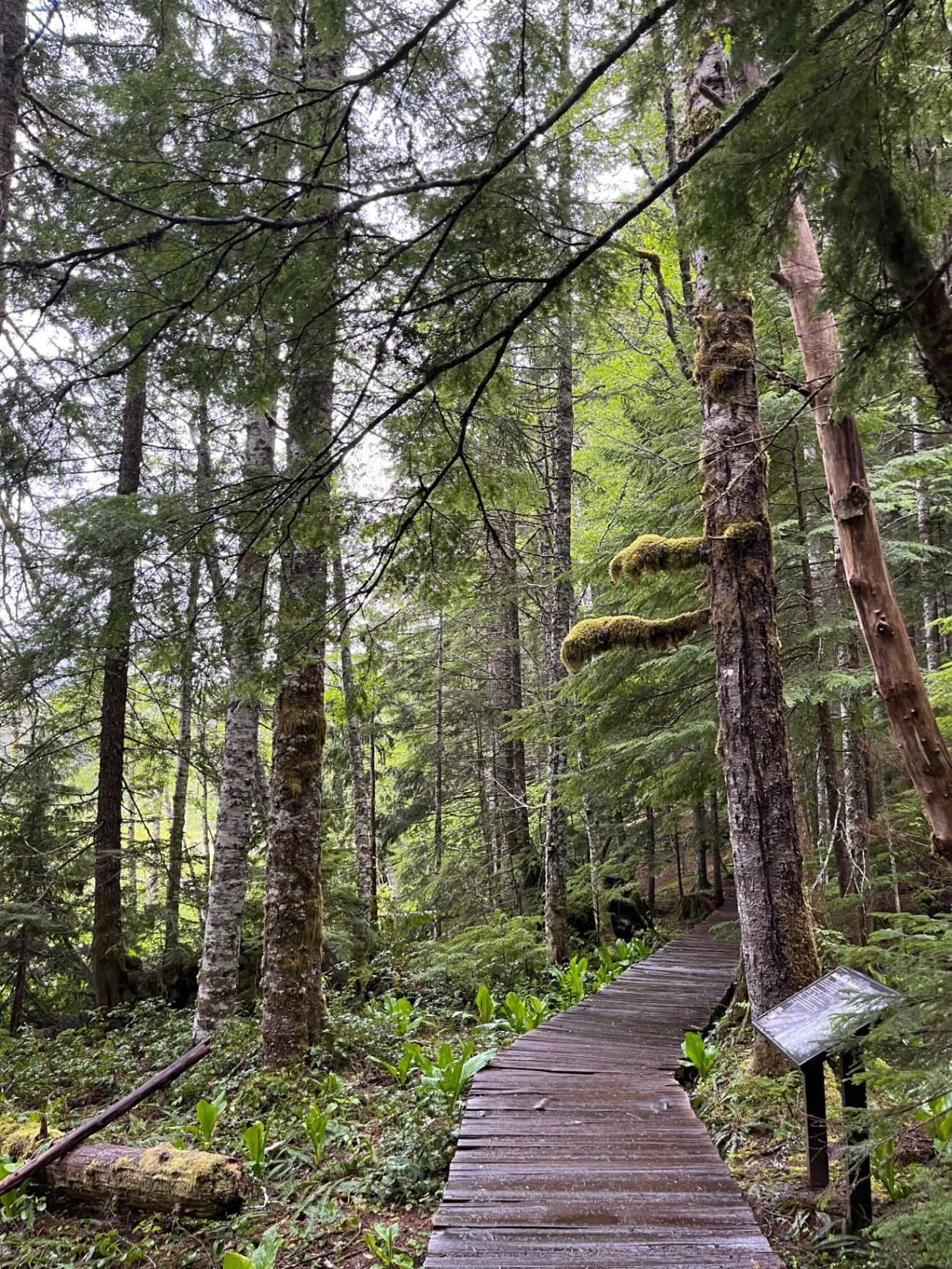 Mount Rainier growth forest