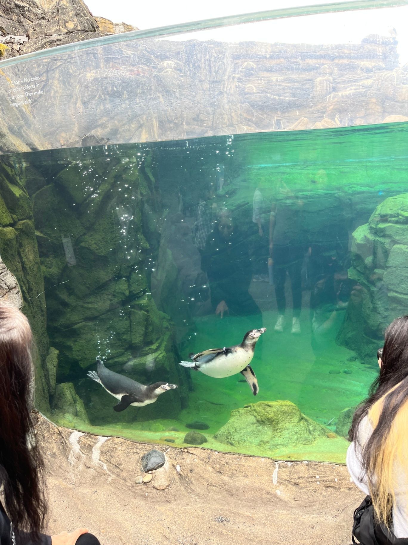 Picture of penguins at the Oregon Zoo