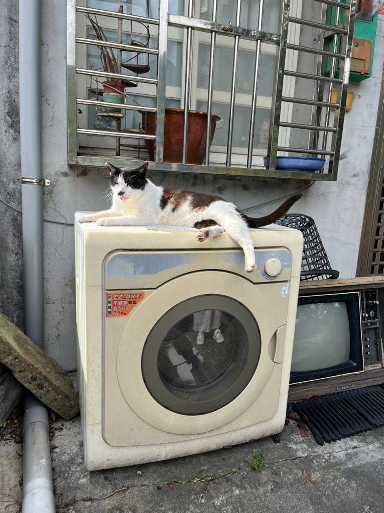 Cat pic as usual