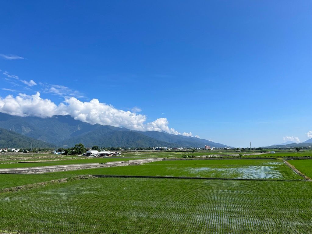 Peaceful rice fields