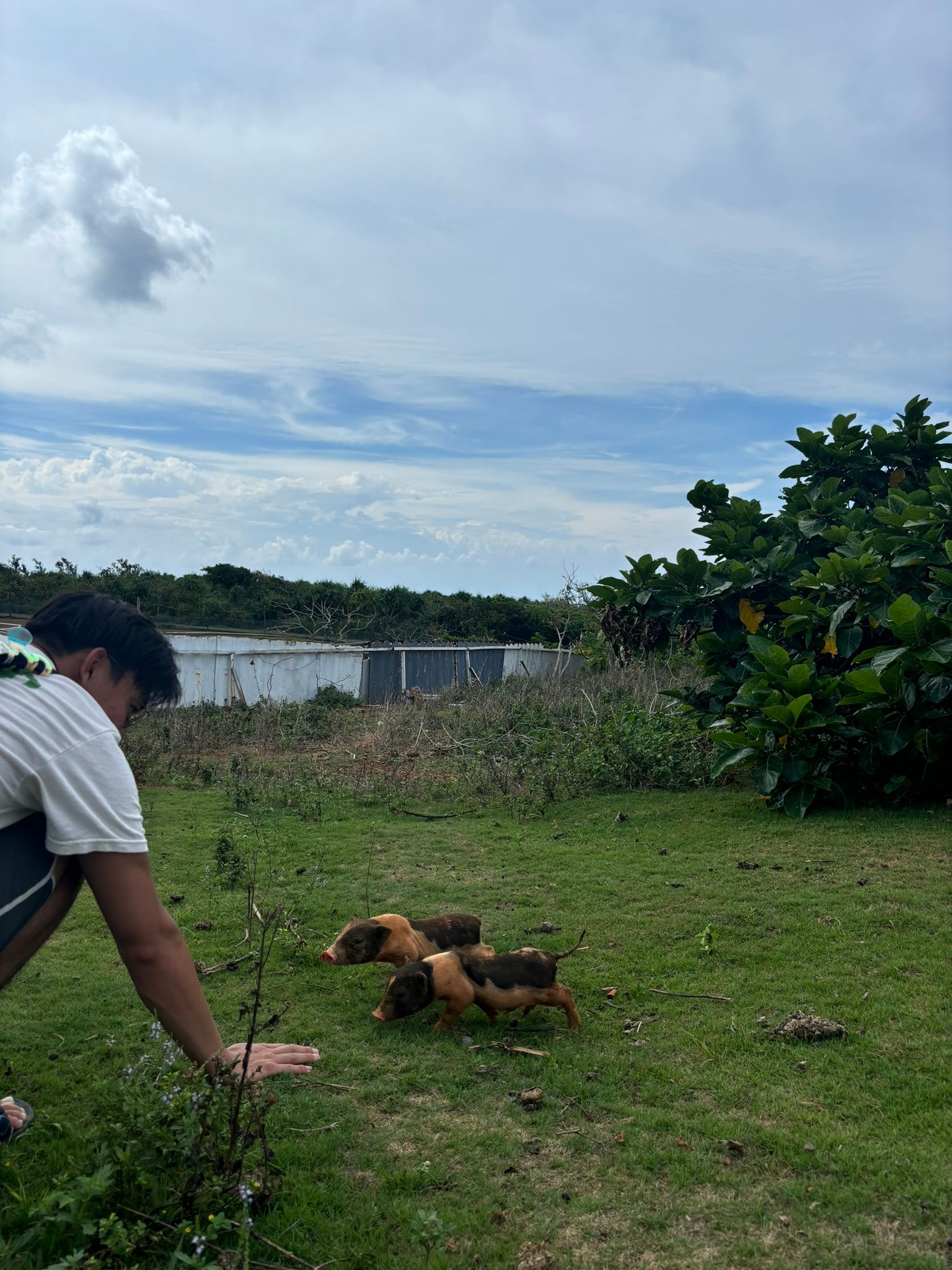 Piglet Paradise