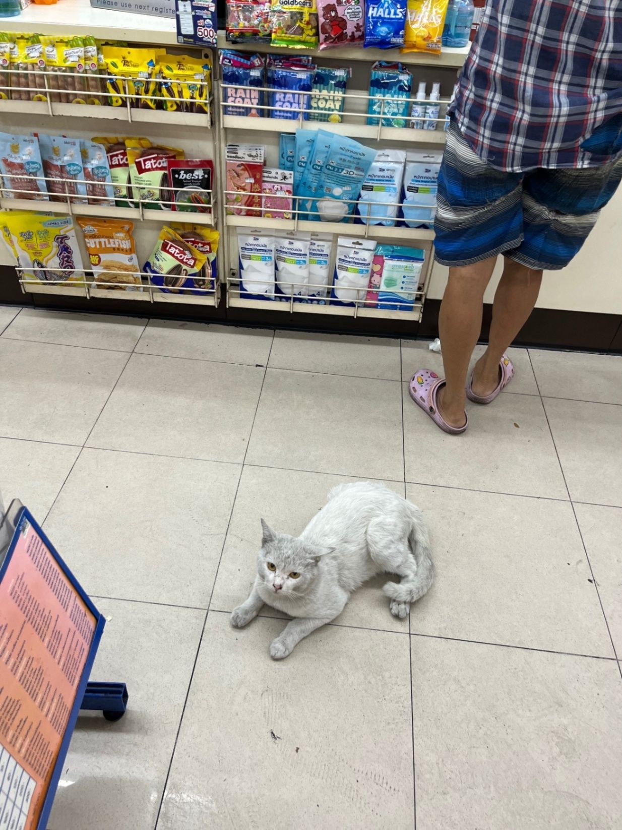 7/11 bangkok cat