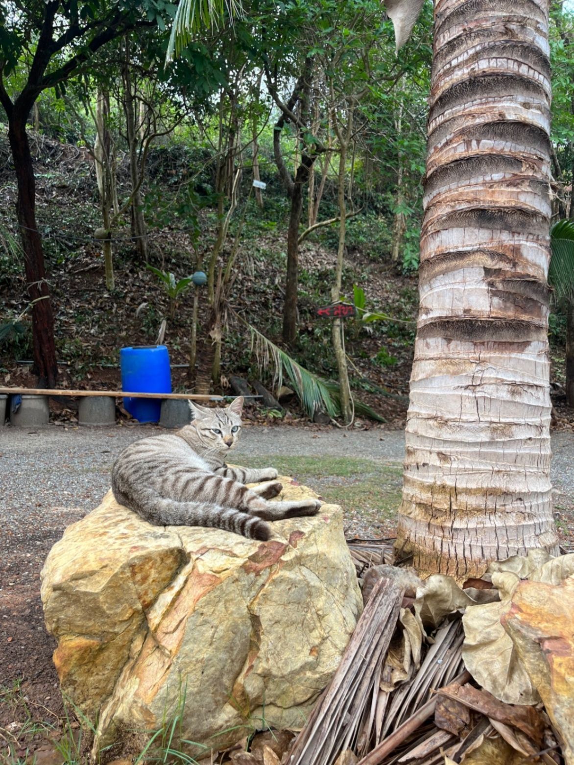 Obligatory cat pic of Thailand