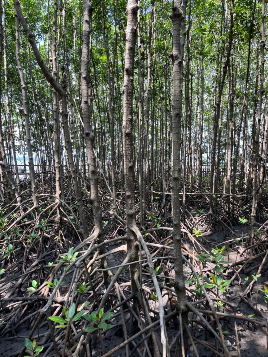Mangrove forests