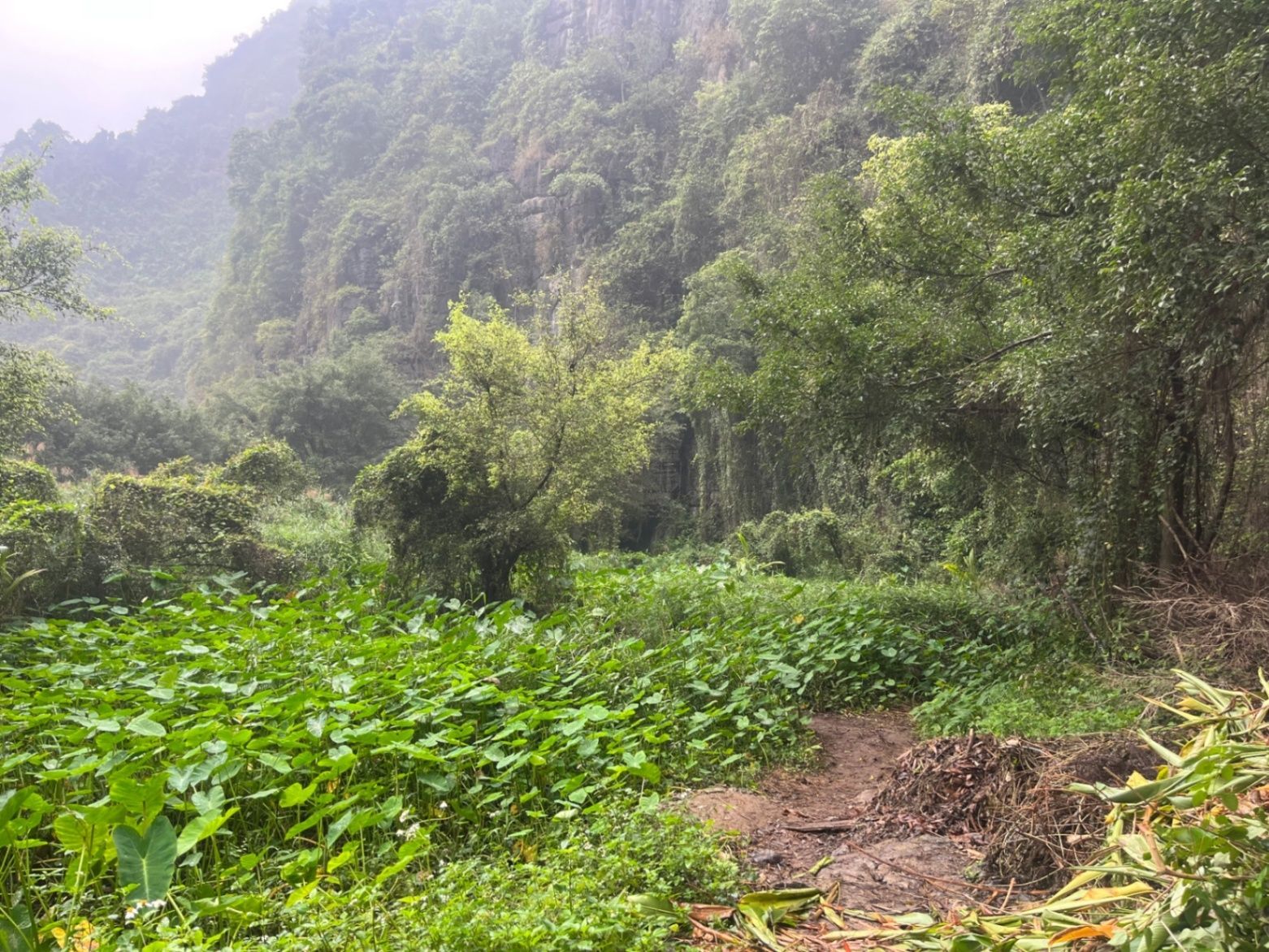 Where's waldo, Grant in Vietnam jungle edition