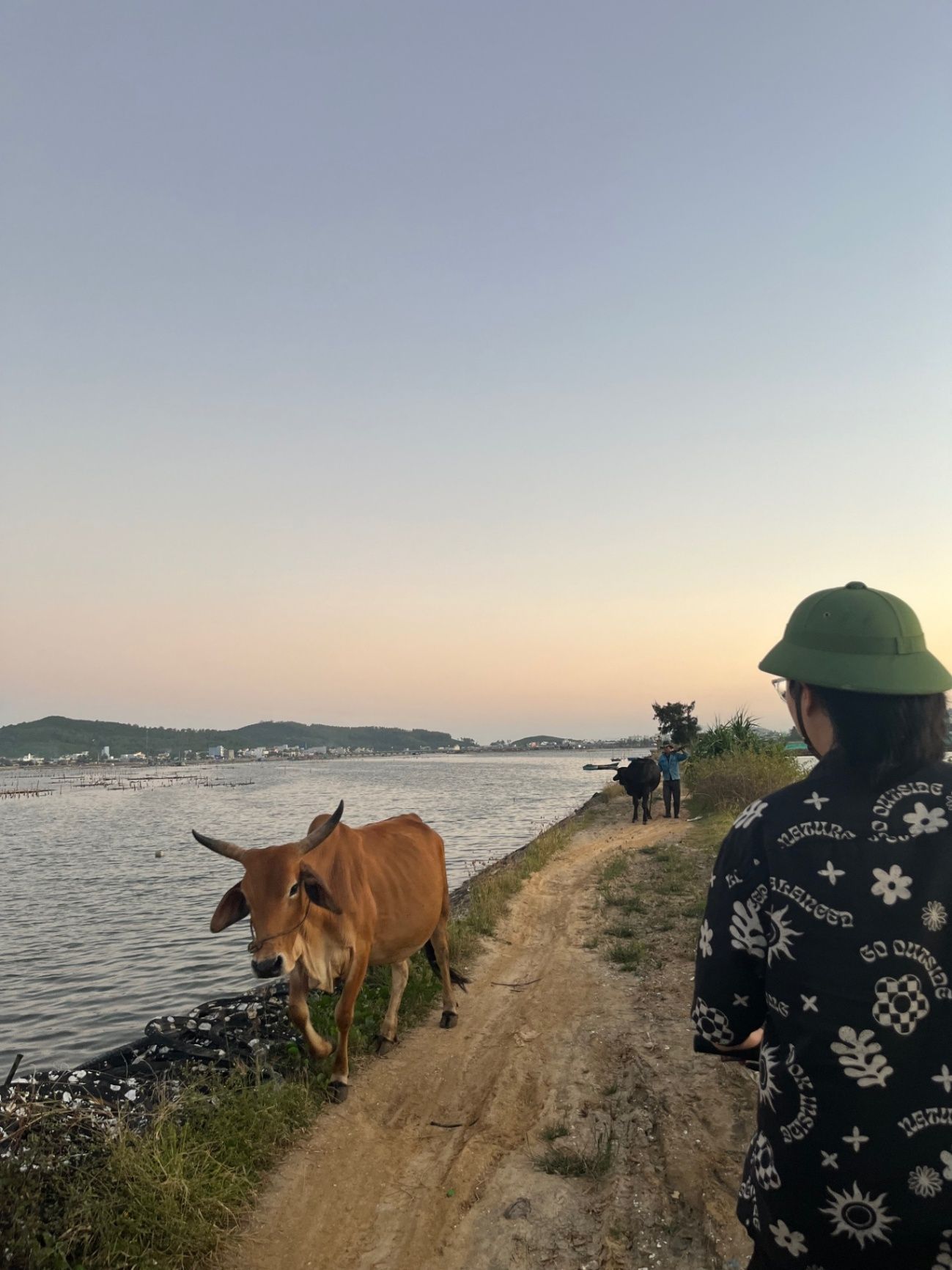 Cow encounter on the way south