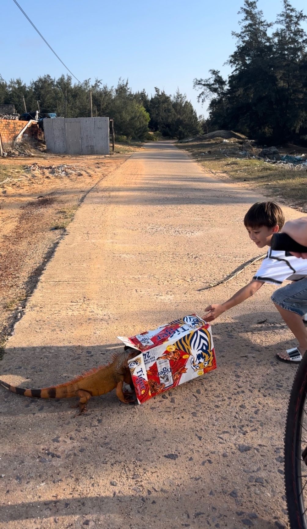Picture of a kid capturing a lizard